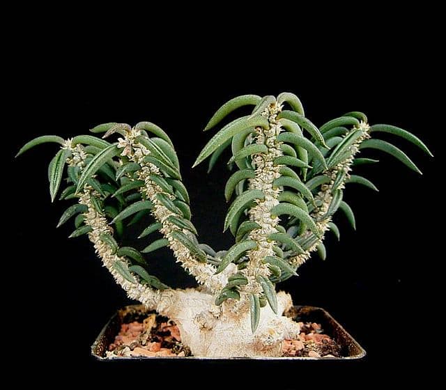 Euphorbia Cylindrifolia