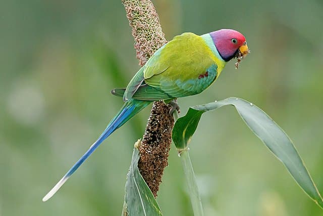 Plum-Headed Parakeet