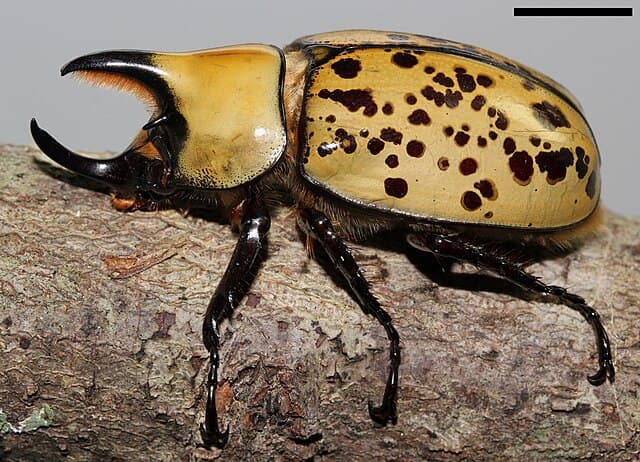 Eastern Hercules Beetle