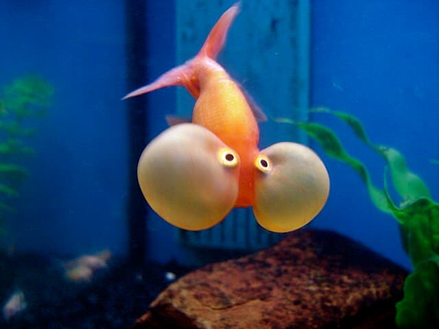 Bubble Eye Goldfish