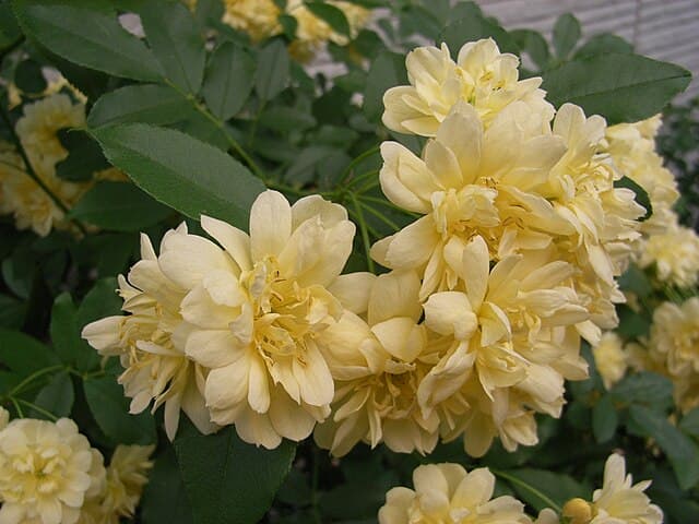 Rosa Banksiae