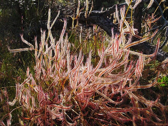 Drosera Binata