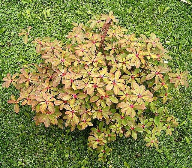 Euphorbia Bongolavensis