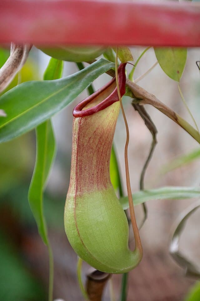 Nepenthes Gracilis