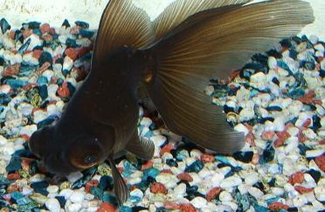 Telescope Eye Goldfish