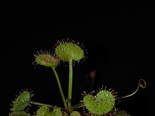 Drosera Prolifera