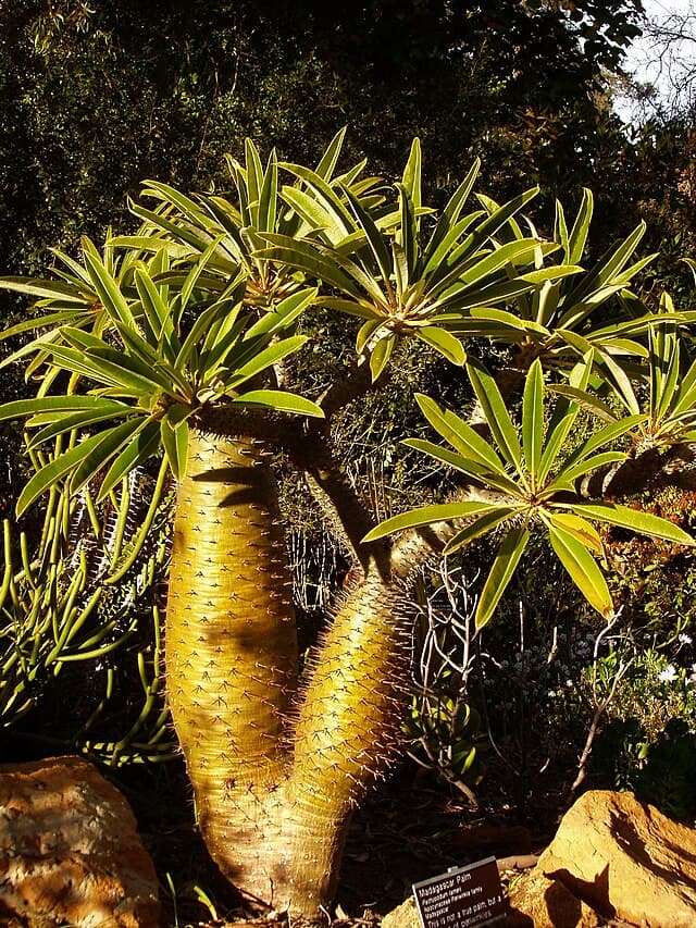 Pachypodium Lamerei