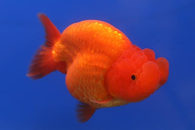 Ranchu
