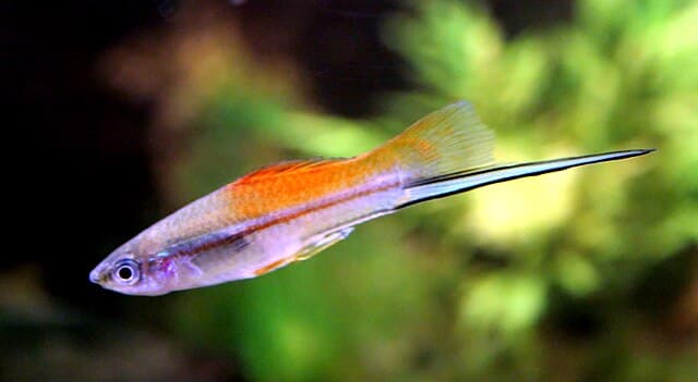 Swordtail
