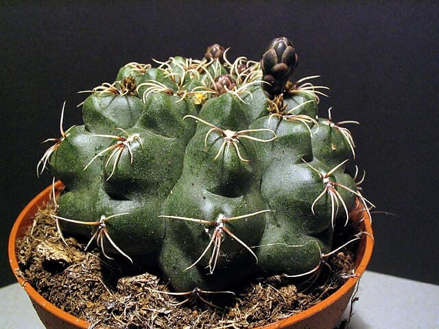 Gymnocalycium