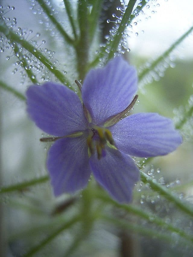 Byblis Liniflora