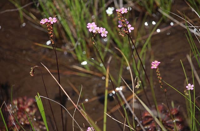 Drosera Tokaiensis