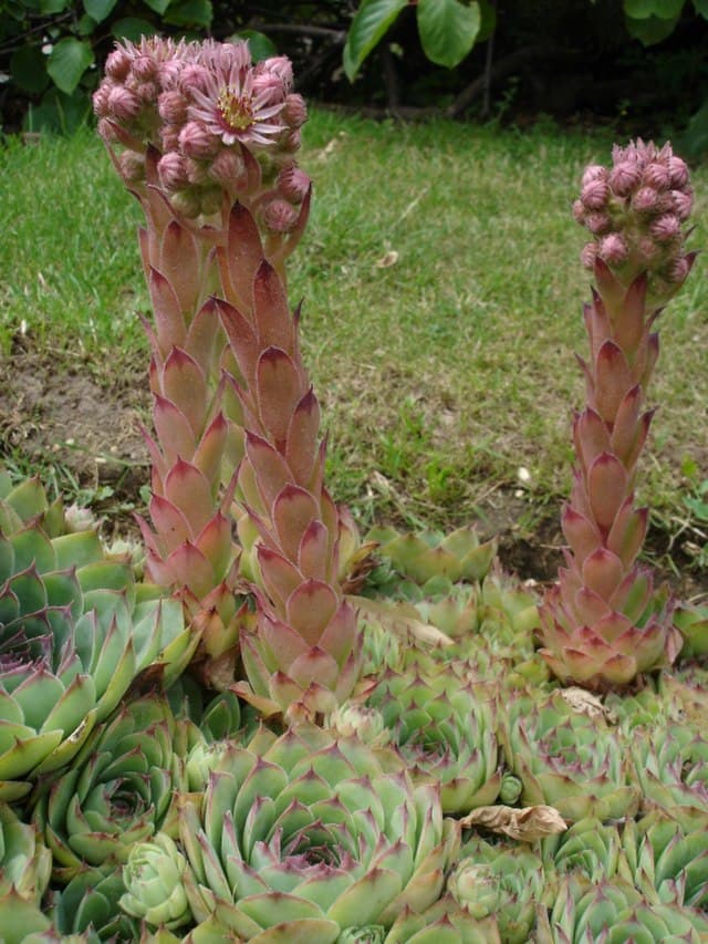 Sempervivum (Hen and Chicks)
