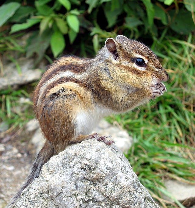 Siberian Chipmunk