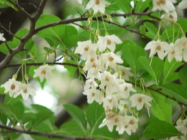 Japanese Snowbell