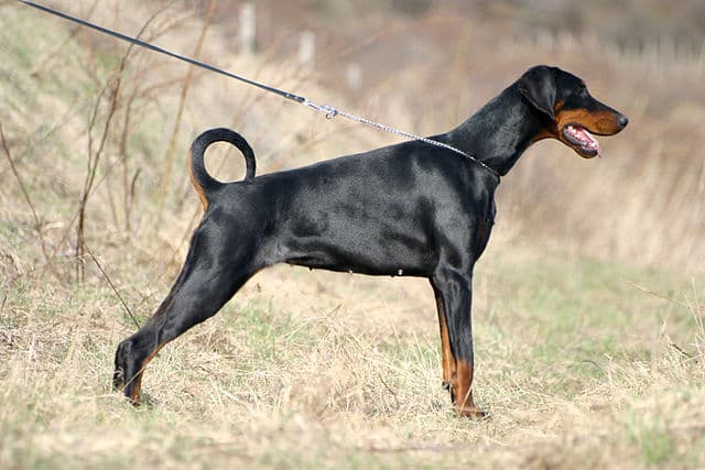 Doberman Pinscher