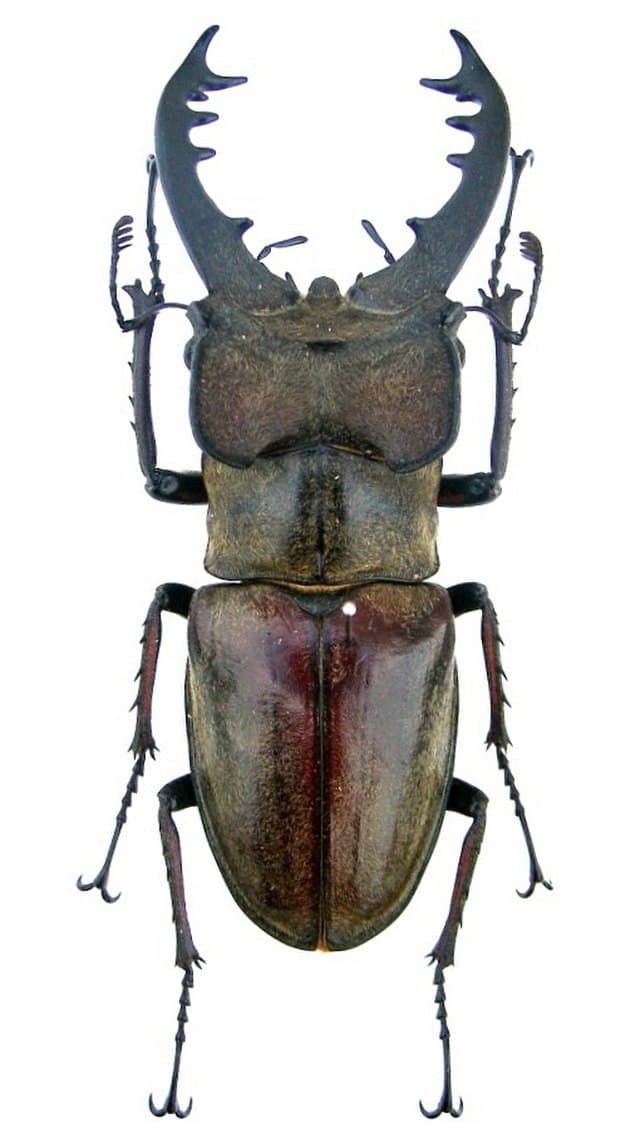Miyama Stag Beetle