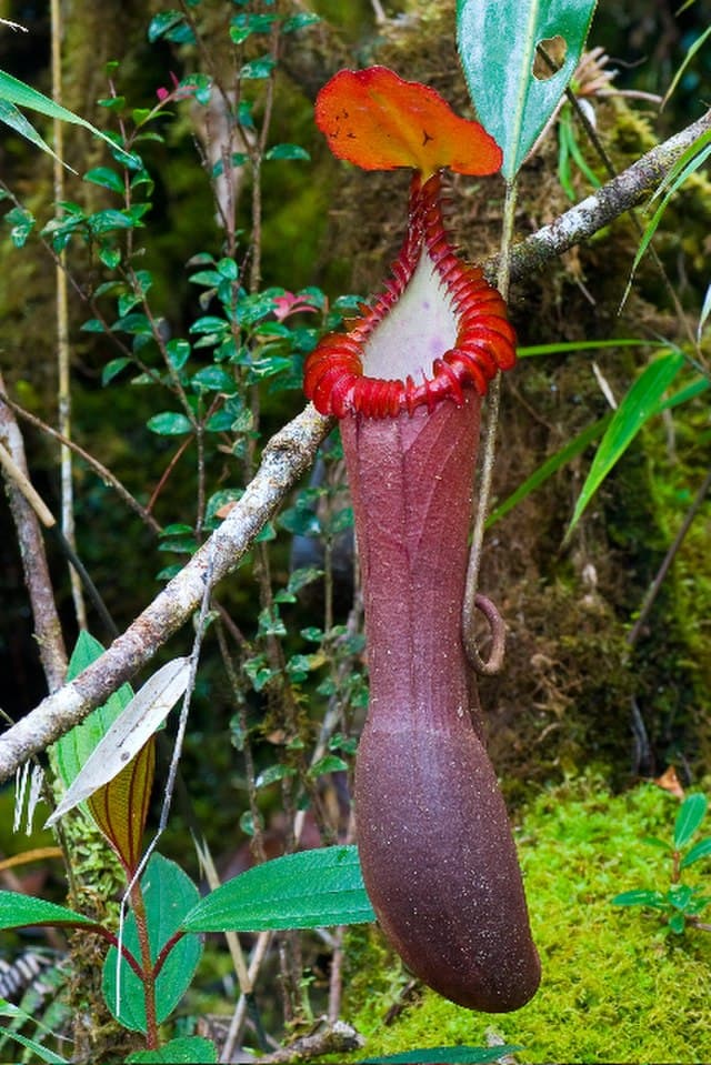 Nepenthes Edwardsiana