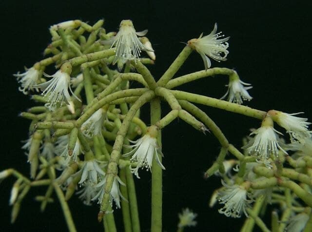 Rhipsalis