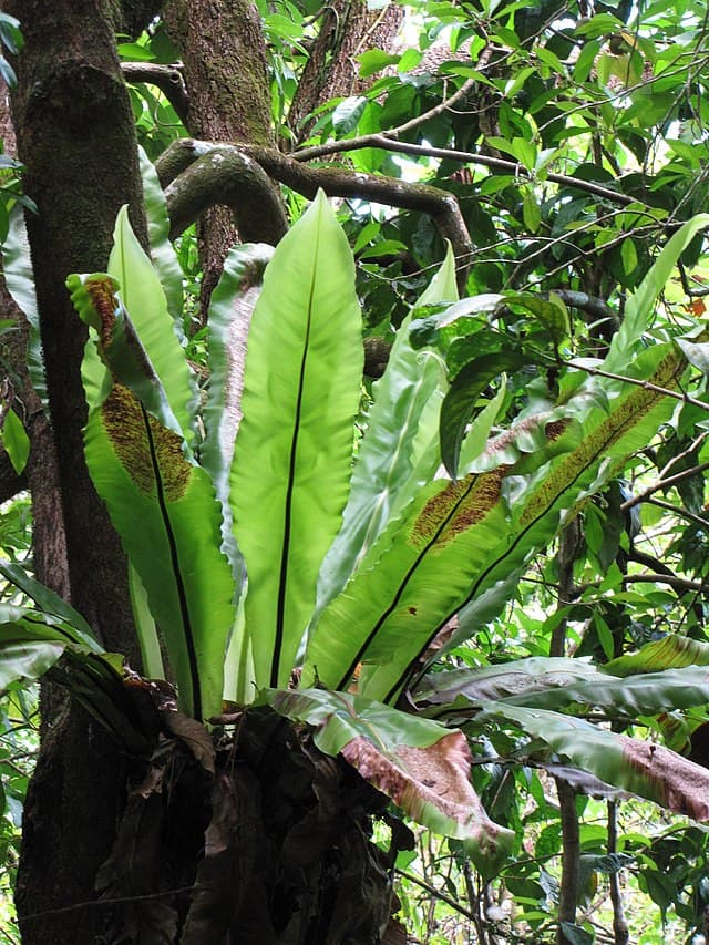 Bird's Nest Fern