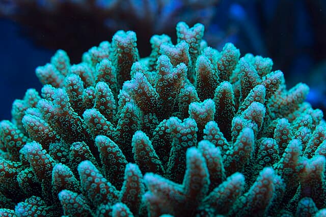 Birdsnest Coral