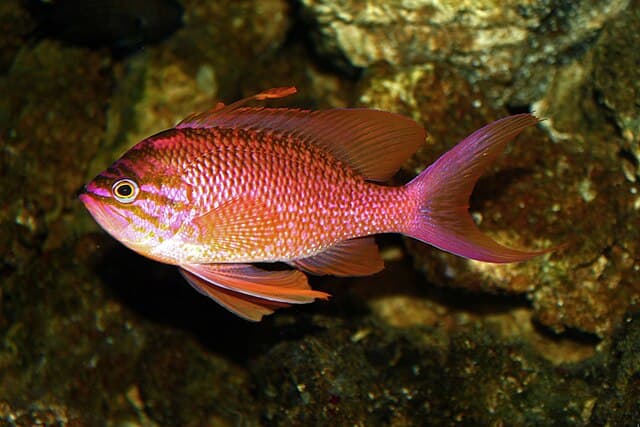 Anthias