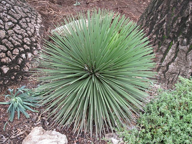 Agave Stricta