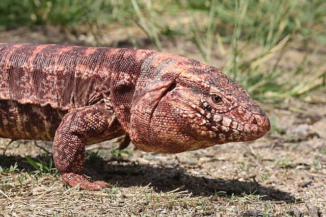 Red Tegu