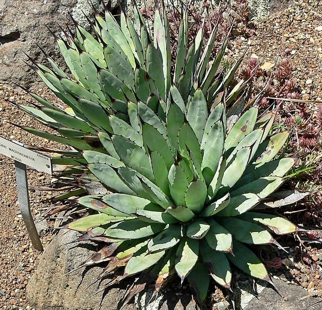 Large-Thorned Agave