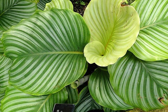 Calathea Orbifolia